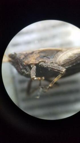 Réf. 299 393 : Tetrix subulata